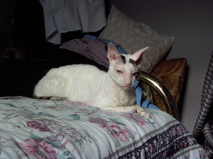 Eddy having a cat-nap